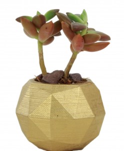 Mini Çiçek Saksı Küçük Sukulent Altın Kaktüs Saksısı Mini Poly Silindir Model